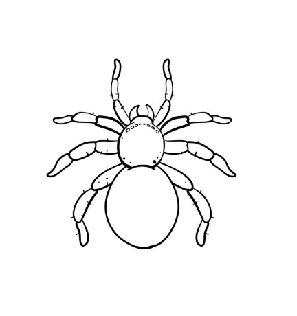 Draw A Spider