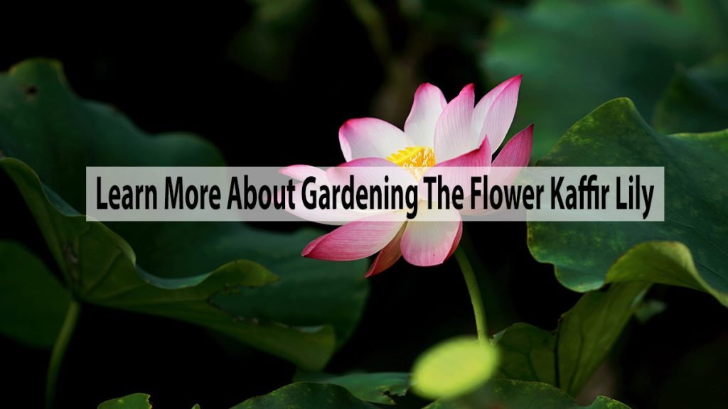 Learn More About Gardening The Flower Kaffir Lily