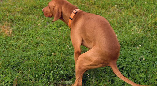 Hiring a Dog Waste Removal Service