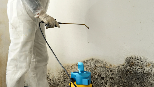 Mold Removal Companies